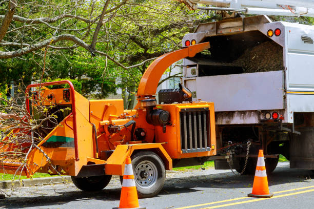 Best Stump Grinding Near Me  in Lake Shore, UT